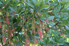 Barringtonia acutangula